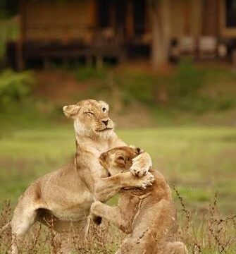 images-49